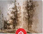 Wall with visible mold-like staining needing professional assessment